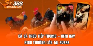 Đá Gà Trực Tiếp Thomo – Xem Hay Rinh Thưởng Lớn Tại SV388