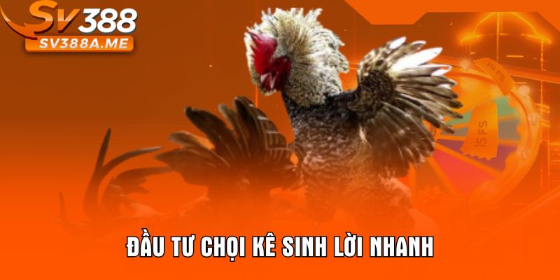 Đầu tư chọi kê sinh lời nhanh