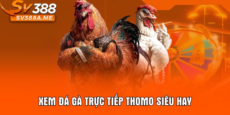 Xem đá gà trực tiếp Thomo siêu hay